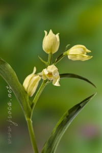 Cephalanthera damasonium (Mill.) Druce