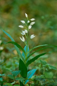 Cephalanthera longifolia (L.) Fristch