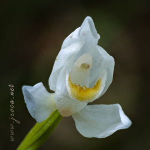 Cephalanthera longifolia (L.) Fristch