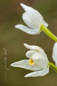 Cephalanthera longifolia (L.) Fristch