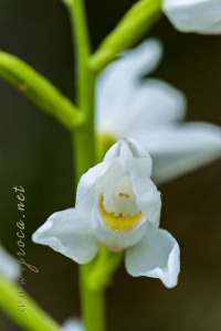 Cephalanthera longifolia (L.) Fristch