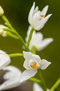 Cephalanthera longifolia (L.) Fristch