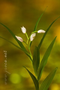 Cephalanthera longifolia (L.) Fristch