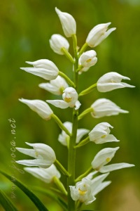 Cephalanthera longifolia (L.) Fristch