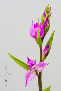 Cephalanthera rubra (L) L.C.M. Richard Cephalanthera rubra (L) L.C.M. Richard