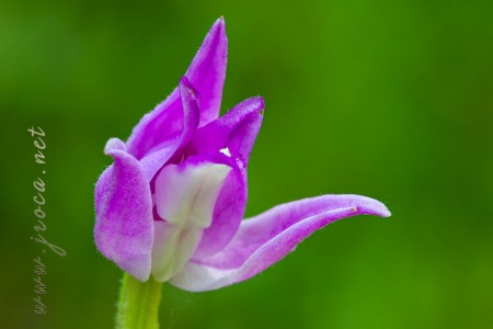 Cephalanthera rubra (L) L.C.M. Richard Cephalanthera rubra (L) L.C.M. Richard