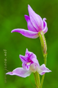 Cephalanthera rubra (L) L.C.M. Richard Cephalanthera rubra (L) L.C.M. Richard
