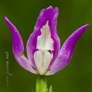 Cephalanthera rubra (L) L.C.M. Richard Cephalanthera rubra (L) L.C.M. Richard