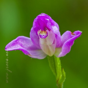 Cephalanthera rubra (L) L.C.M. Richard Cephalanthera rubra (L) L.C.M. Richard