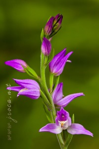 Cephalanthera rubra (L) L.C.M. Richard Cephalanthera rubra (L) L.C.M. Richard