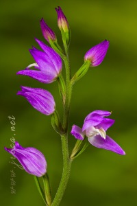 Cephalanthera rubra (L) L.C.M. Richard Cephalanthera rubra (L) L.C.M. Richard