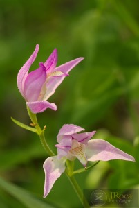 Cephalanthera rubra (L) L.C.M. Richard Cephalanthera rubra (L) L.C.M. Richard