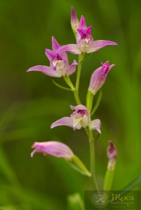 Cephalanthera rubra (L) L.C.M. Richard Cephalanthera rubra (L) L.C.M. Richard