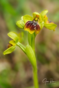 Ophrys × clapensis Balayer,