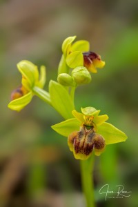 Ophrys × clapensis Balayer,