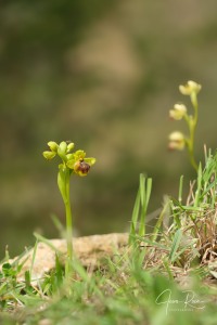 Ophrys × clapensis Balayer,