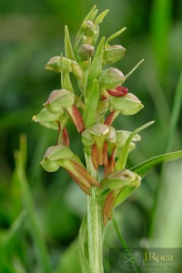 Coeloglossum viride (L.) Hart.