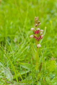 Coeloglossum viride (L.) Hart.