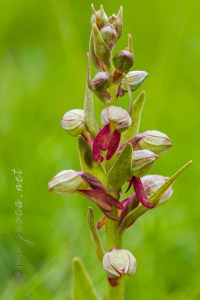 Coeloglossum viride (L.) Hart.