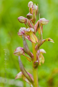 Coeloglossum viride (L.) Hart.