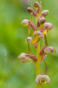 Coeloglossum viride (L.) Hart.