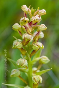 Coeloglossum viride (L.) Hart.