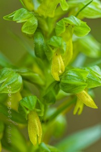 Coeloglossum viride (L.) Hart.