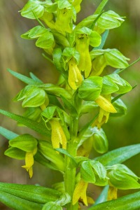 Coeloglossum viride (L.) Hart.