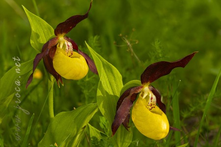 Cypripedium calceolus L.