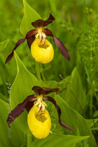 Cypripedium calceolus L.
