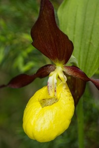 Cypripedium calceolus L.