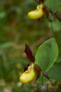 Cypripedium calceolus L.