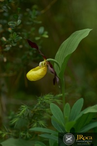 Cypripedium calceolus L.