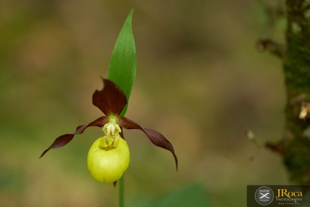 Cypripedium calceolus L.
