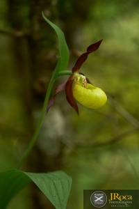 Cypripedium calceolus L.