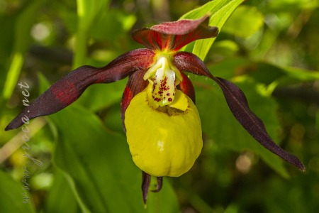 Cypripedium calceolus L.