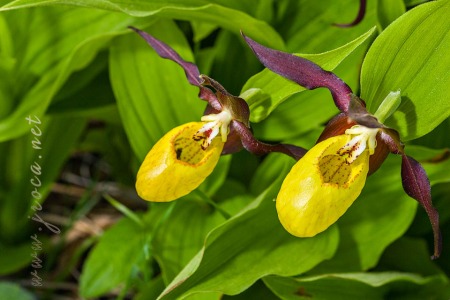 Cypripedium calceolus L.