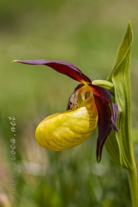 Cypripedium calceolus L.