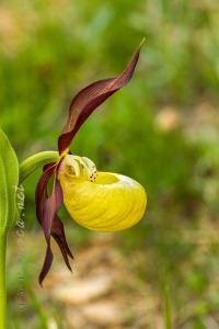 Cypripedium calceolus L.