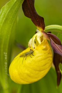 Cypripedium calceolus L.