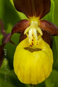 Cypripedium calceolus L.