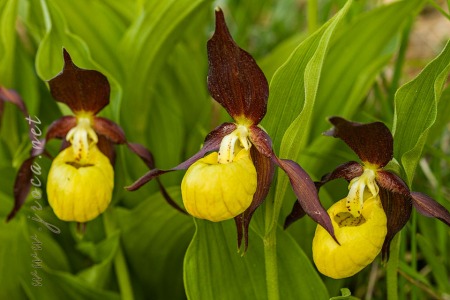 Cypripedium calceolus L.