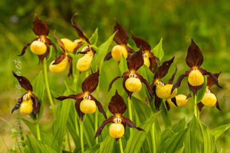 Cypripedium calceolus L.