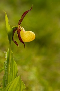 Cypripedium calceolus L.
