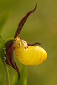 Cypripedium calceolus L.