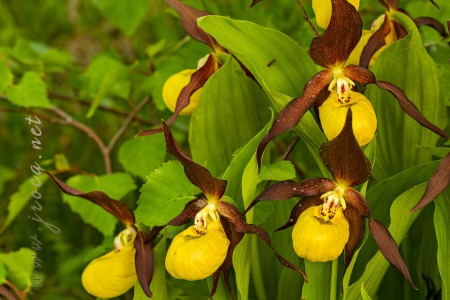 Cypripedium calceolus L.