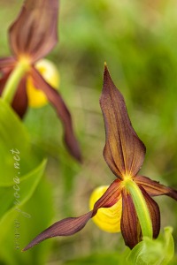 Cypripedium calceolus L.