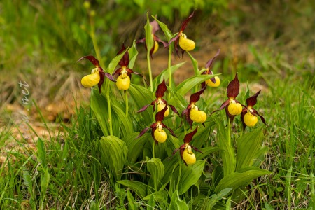 Cypripedium calceolus L.