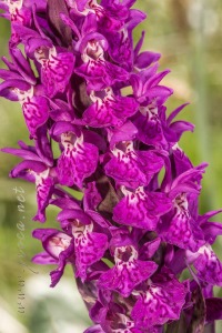Dactylorhiza alpestris (Pugsley) Aver.