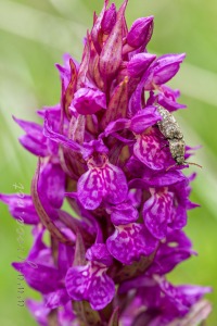 Dactylorhiza alpestris (Pugsley) Aver.